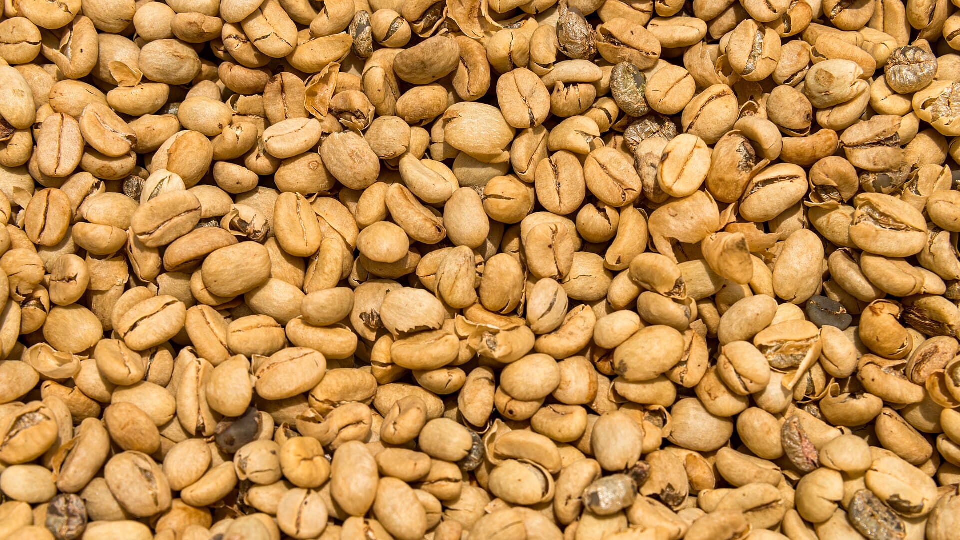 Grains de café vert séchant en couche fine au soleil
