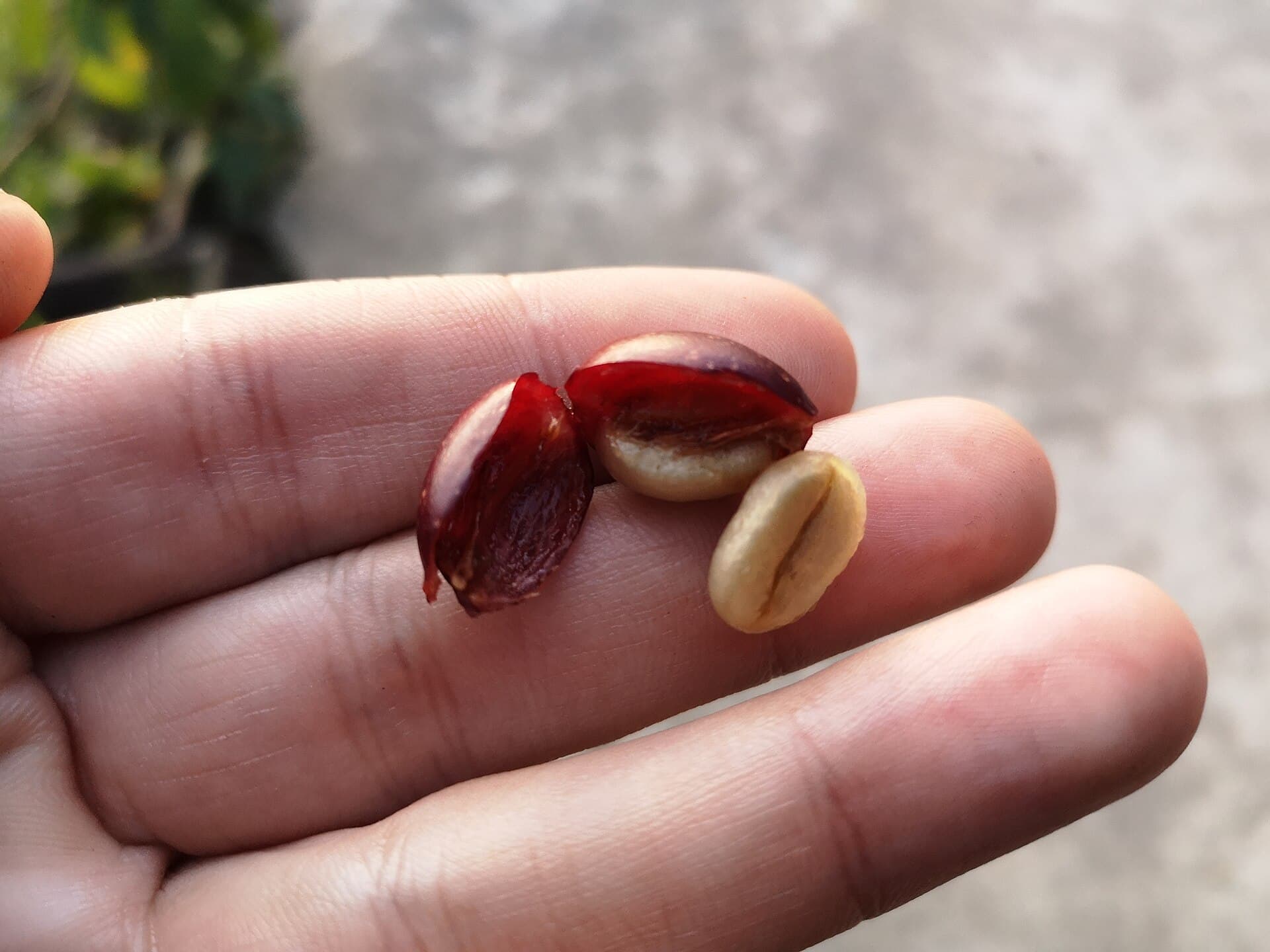 Cerise de café ouverte dans une paume, révélant le grain vert