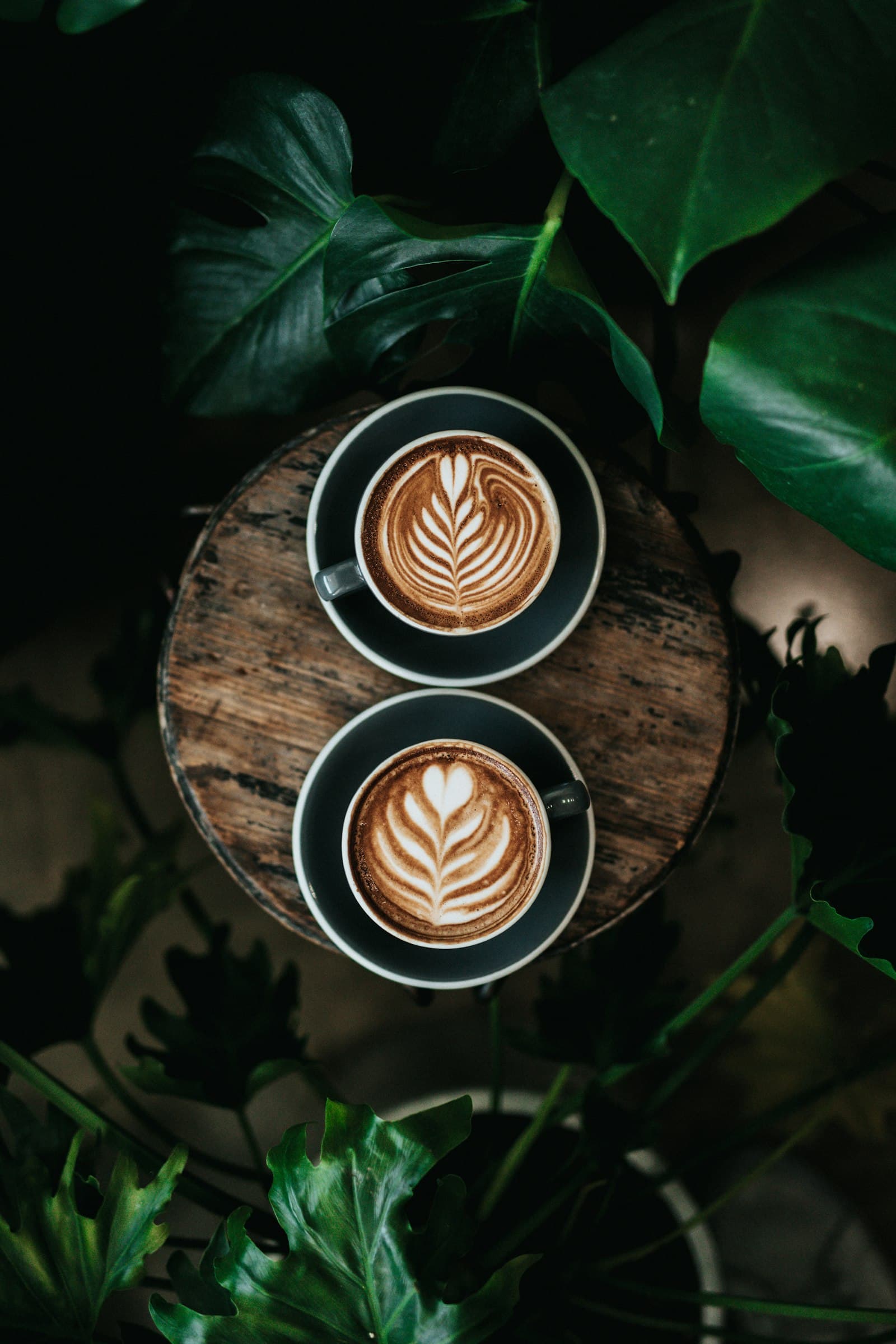 Deux tasses de latte art rosetta vues de haut, entourées de plantes
