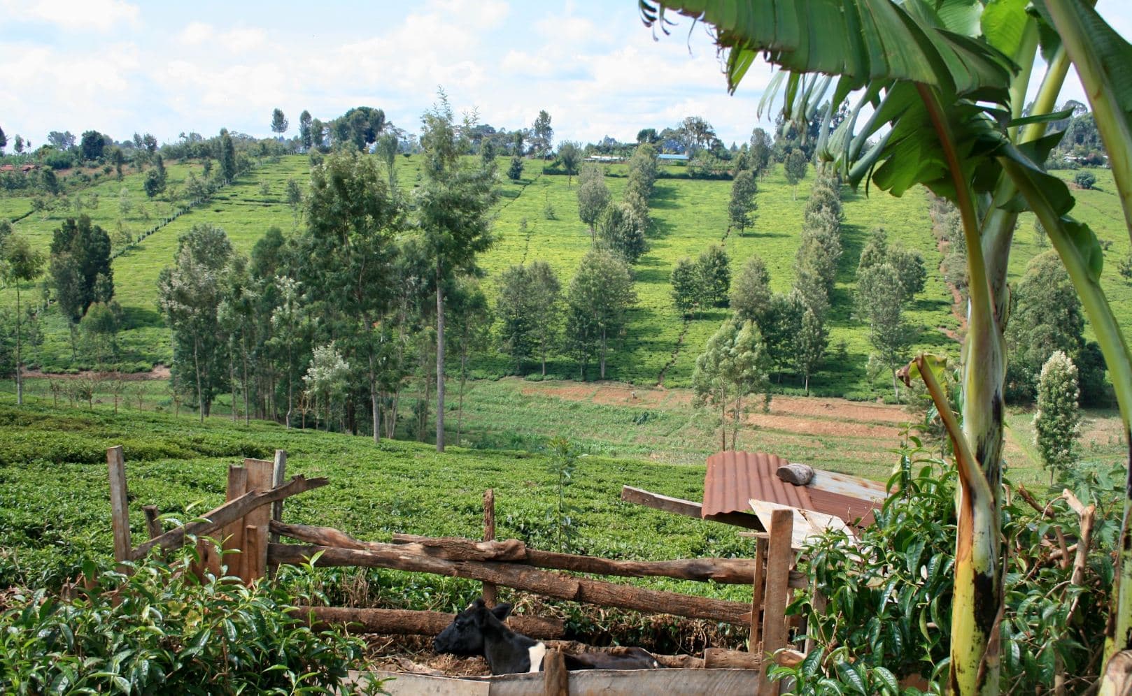 Paysage agricole verdoyant des hautes terres centrales du Kenya