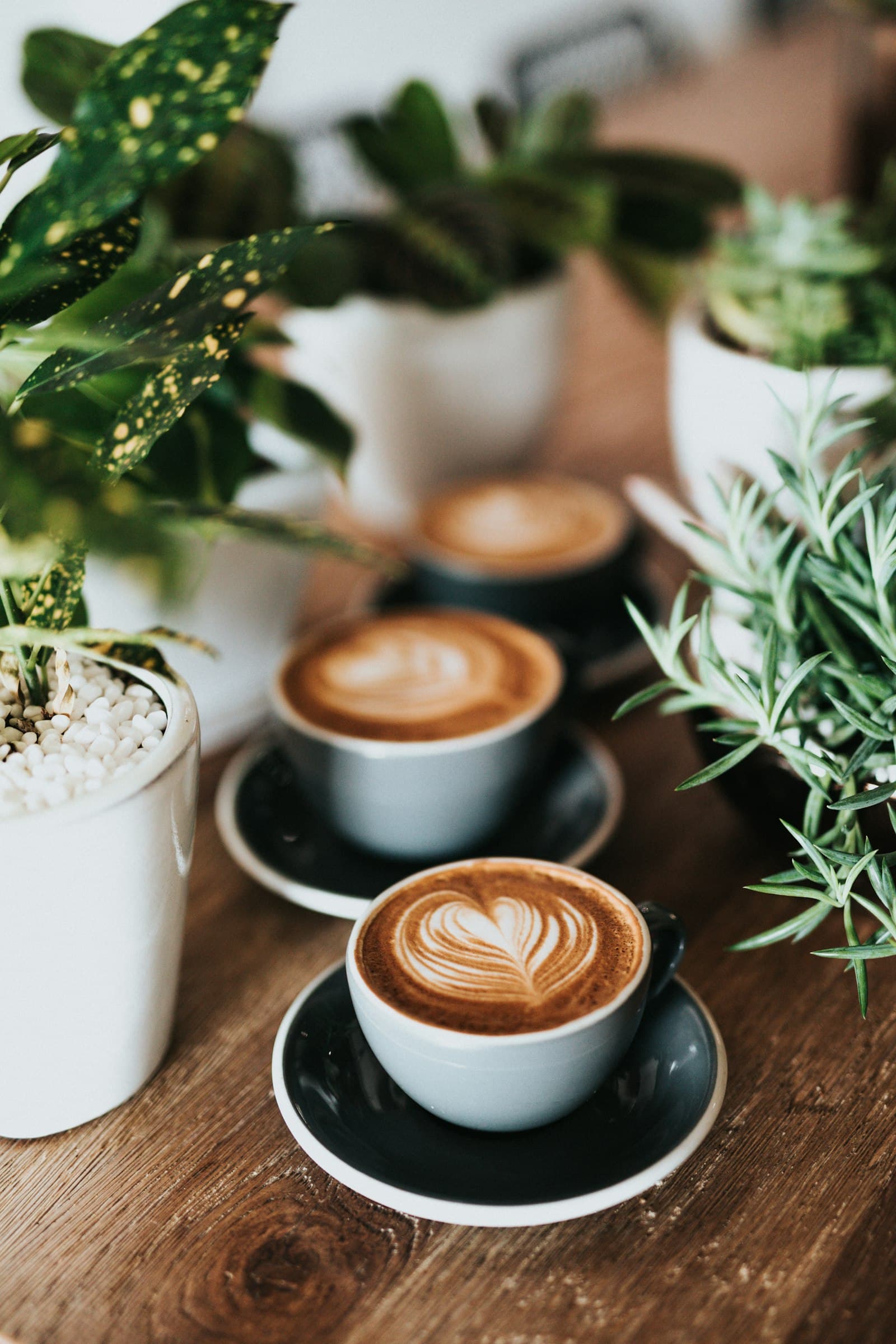 Tasses de cappuccino au latte art posées parmi des plantes vertes