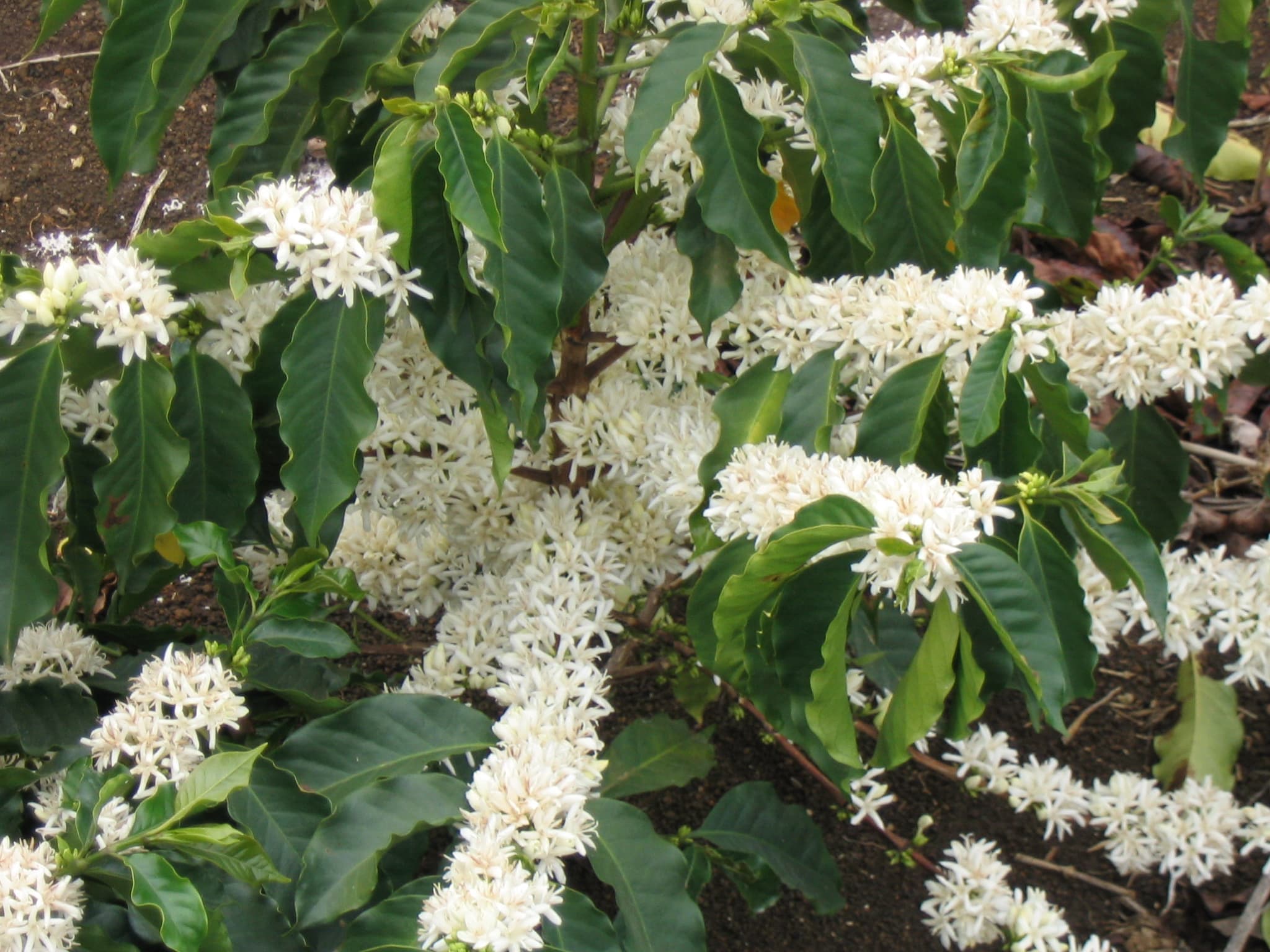 Caféier couvert de fleurs blanches parfumées au jasmin