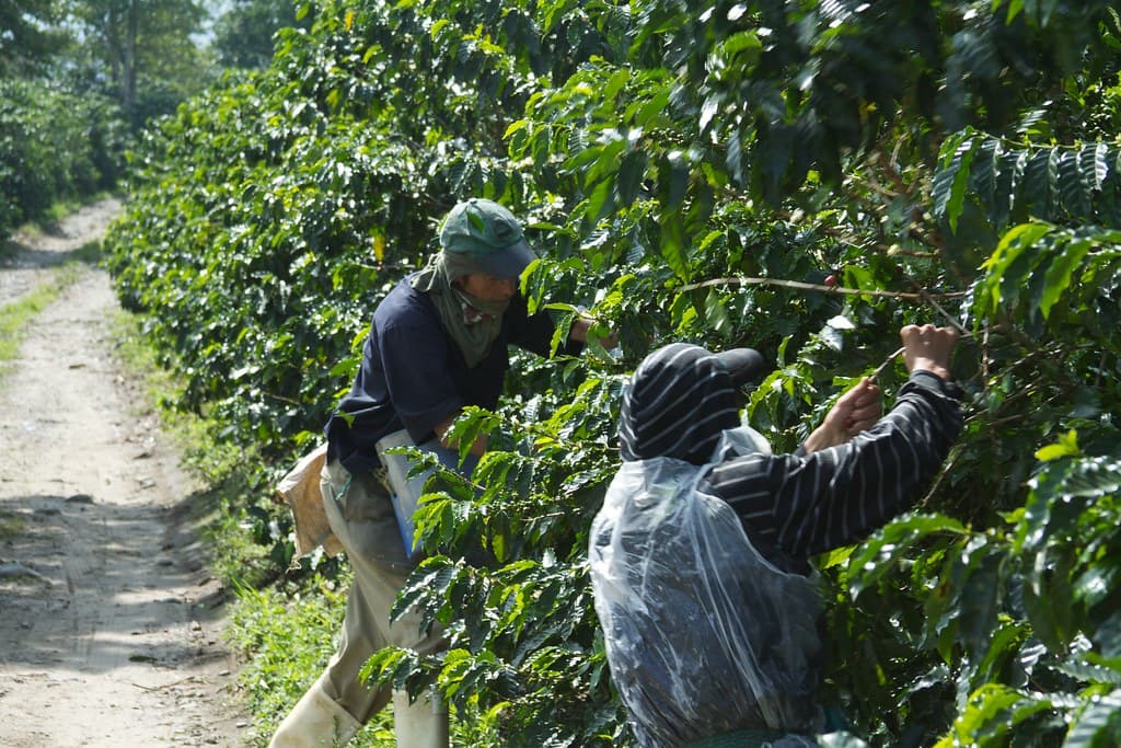 Cueilleurs récoltant les cerises à la main dans une plantation colombienne