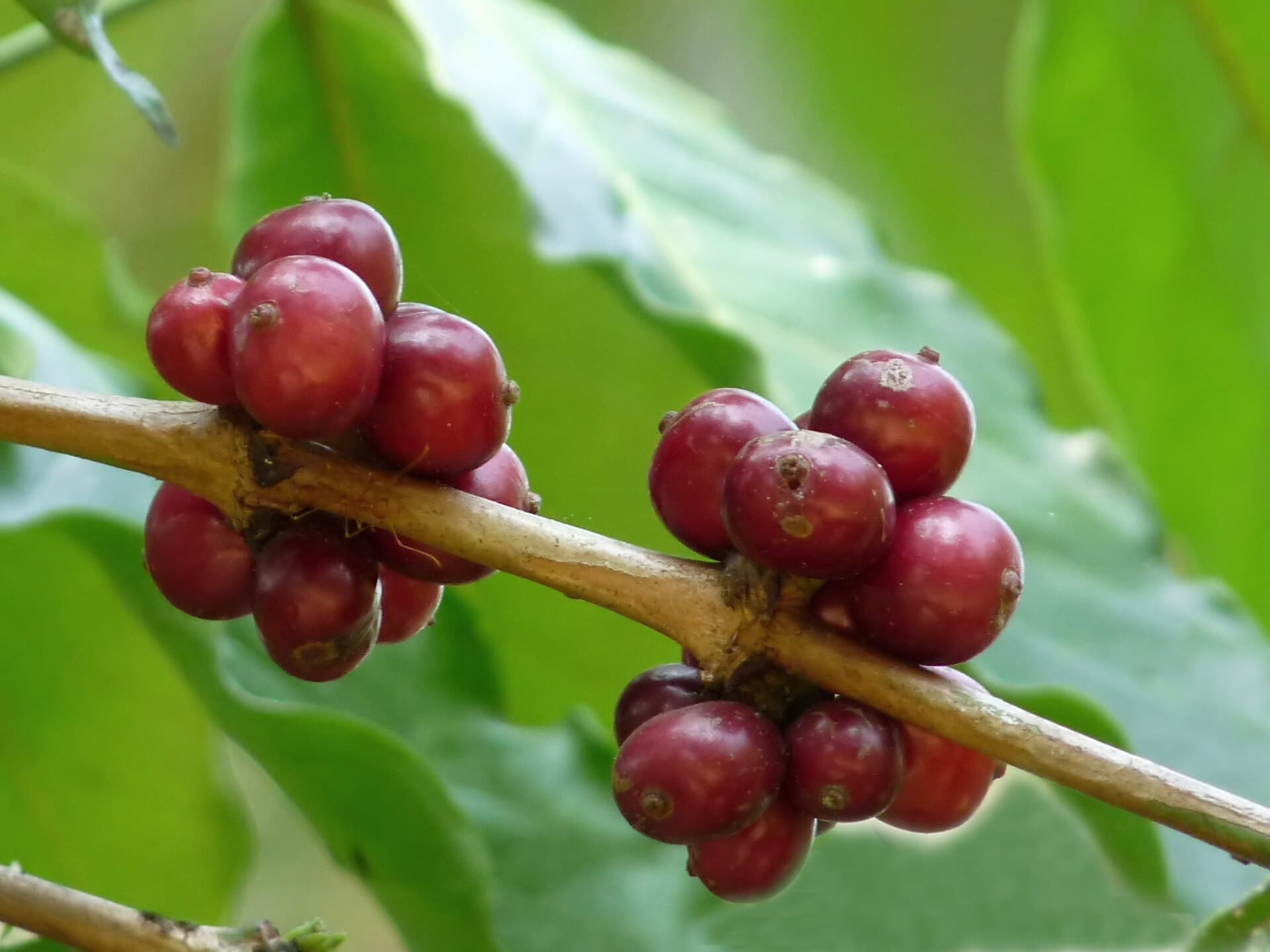 Cerises de café rouges mûrissant en grappes sur la branche du caféier
